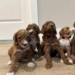 Poodles from Quintero Poodles