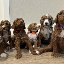 Poodles from Quintero Poodles