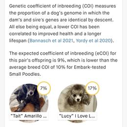 Poodle Puppies from Fido Dei Poodles