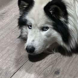 Sasha - Siberian Husky
