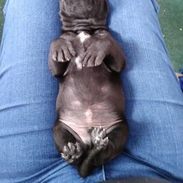American Staffordshire Terrier and Great Dane Puppies from Unity Great Danes & Staffs