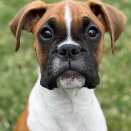 Boxers from Triple W Boxers