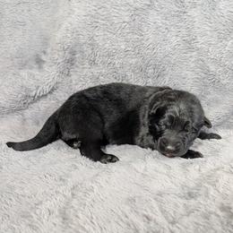 Ace - Black male German Shepherd puppy in Waterloo, New York from Von Nikolaos German Shepherds