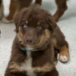 Girl 5 - Red tri-color Australian Shepherd puppy in Marshall, Virginia from Aussie Tales Farm