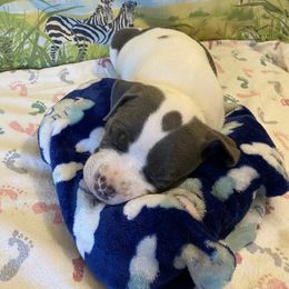 Rafiki - American Bully puppy in Springhill, Florida from War Hammer Bullies