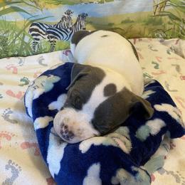 Rafiki - American Bully puppy in Springhill, Florida from War Hammer Bullies