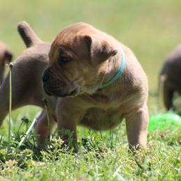 Teal - Brown male Boerboel puppy in Shawnee, Oklahoma from TXT Boerboels