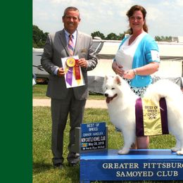 Samoyeds from Krystal Zima Samoyeds