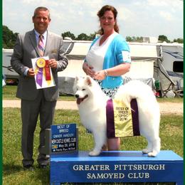 Samoyeds from Krystal Zima Samoyeds