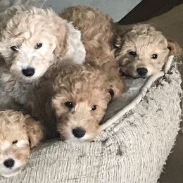 Labradoodle Puppies from A Yappy Hour