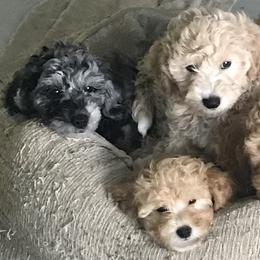 Labradoodle Puppies from A Yappy Hour