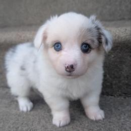 Beyonce - Blue merle and white female American Corgi puppy in Garrett, Indiana from Chloe's Colorful Corgis