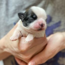 Shih Tzu Puppies from Willow Lane Shih Tzus