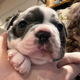 Biru - Blue male Boston Terrier puppy in Monroe, Washington from Nordkyn Boston Terriers