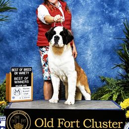 Eagle - Saint Bernard