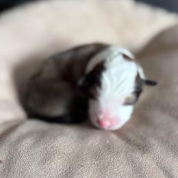 Skye (pink) - Sable and white female Shetland Sheepdog puppy in Mi   Clarkston, Michigan from Heslip Family Puppies