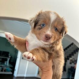 Hank - Red merle male Australian Shepherd puppy in Beach City, Texas from Salt N Sass Aussies