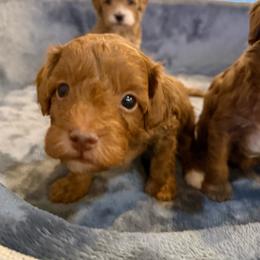 Chico - Chocolate male Cavapoo puppy in Hayden, Alabama from Agape Southern Farms
