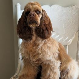 Cinnamon - Sable female Cockapoo puppy in Bountiful, Utah from EasyBreezyDoodles