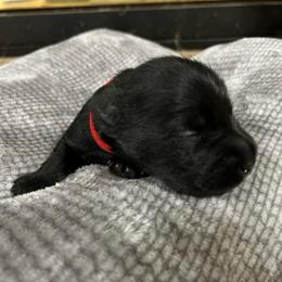 Colby - Black male Miniature Schnauzer puppy in Dawson, Georgia from Faith Farm Miniature Schnauzers