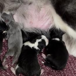 Baby 4 - Blue female Pomsky puppy in Mesa, Arizona from Platinum Pomskies