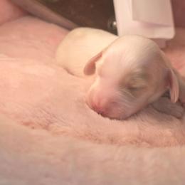 Cobbler - Cream male Dachshund puppy in Bristol, Tennessee from It's Mini Wieners Baby