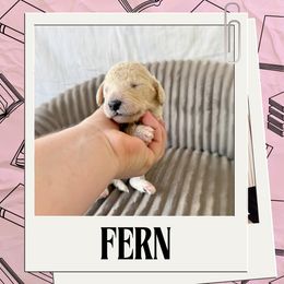 Fern - Cream female Labradoodle puppy in Kingman, Arizona from The Dood Ranch