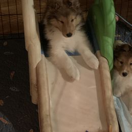 Shetland Sheepdog Puppies from Sei Bella Shelties