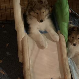Shetland Sheepdog Puppies from Sei Bella Shelties