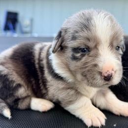 Starburst - Blue merle and white female Cardigan Welsh Corgi puppy in Mishawaka, Indiana from Squires Corgi Cottage