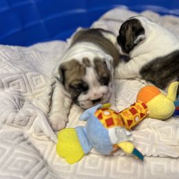 Bulldog Puppies from Sweet Rolls