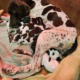 Girl 2 - Liver and white German Shorthaired Pointer puppy in Henderson, Texas from C4 Gun Dogs