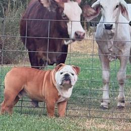 Bulldogs and French Bulldogs from Rathbone Bulldogs