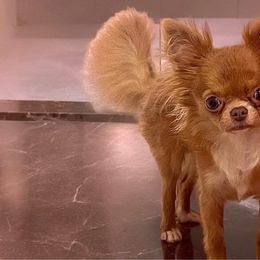 Astro - Chihuahua
