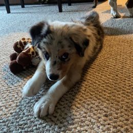 Australian Shepherd Puppies from Mud Path Australian Shepherds