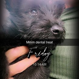 Brodie - Black brindle male Scottish Terrier puppy in Mancelona, Michigan from Stefany Farm of Happiness