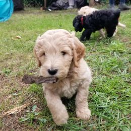 Goldendoodles from Cedar Park Farm Goldendoodles