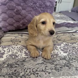 George - Cream male Dachshund puppy in Rochester Hills, Michigan from Holiday Dachshunds