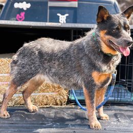 Ruckus - AKC - Australian Cattle Dog