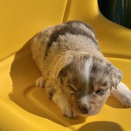 Poppy - Red merle Miniature Australian Shepherd puppy in Godley, Texas from Nana and Paws Aussies