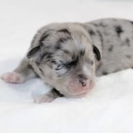 Petunia - Blue merle female Miniature Australian Shepherd puppy in Bauxite, Arkansas from J and B Mini Aussies