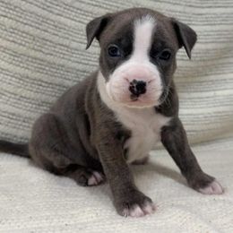 Blue Brindle male 2 - Blue brindle male American Pit Bull Terrier puppy in Nine Mile Falls, Washington from Bartin Kennels
