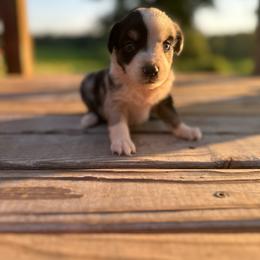 Patch - Blue merle female Miniature Australian Shepherd puppy in Doddridge, Arkansas from Huddleston Farm