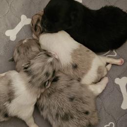 Pomeranians from Starlight Poms