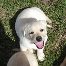 Labrador Retriever Puppies from Twisted Clovers LLC