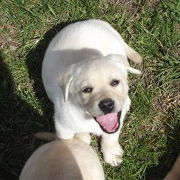 Labrador Retriever Puppies from Twisted Clovers LLC