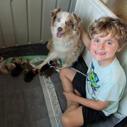 Miniature American Shepherds from Atherney