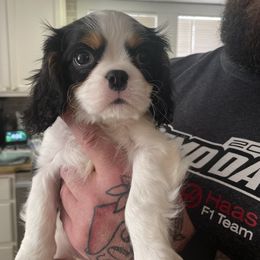Cavalier King Charles Spaniel Puppies from Cassie’s Cavaliers