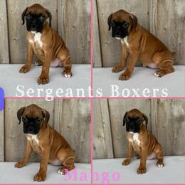 Mango - Fawn female Boxer puppy in Madisonville, Texas from Sergeant's Boxers