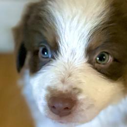 Miniature Australian Shepherds from Happy-Go-Lucky Homestead